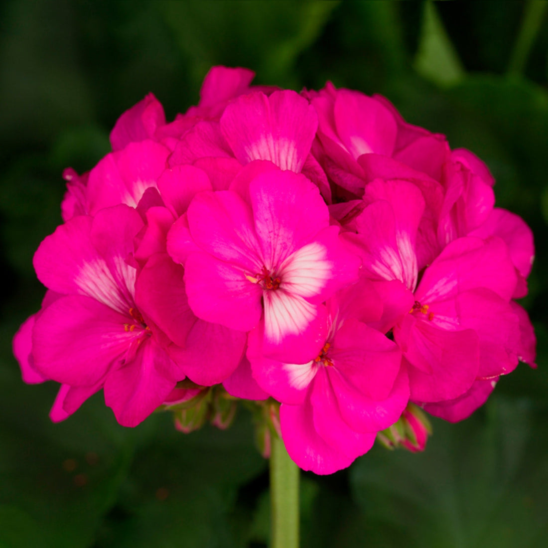 Dark Pink flower seeds