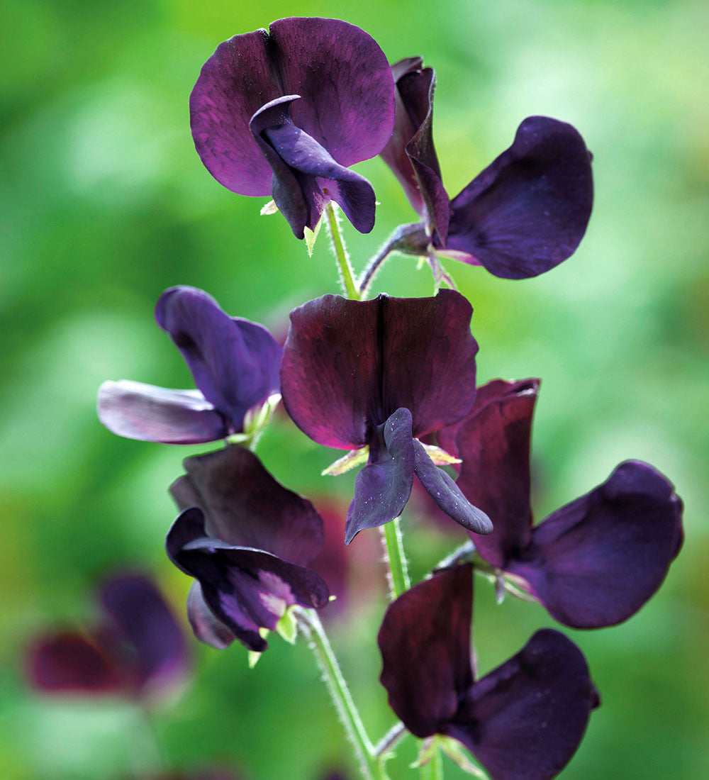 Black Sweet flower seeds