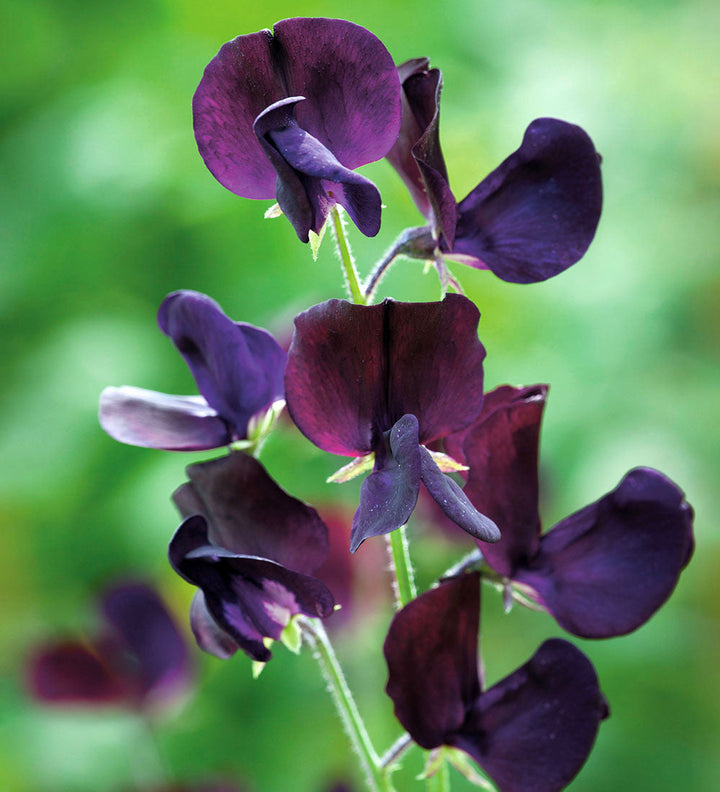 Black Sweet flower seeds