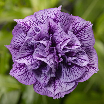Double Violet Petunia Flower Seeds for Planting – Heirloom Garden Flower Seeds