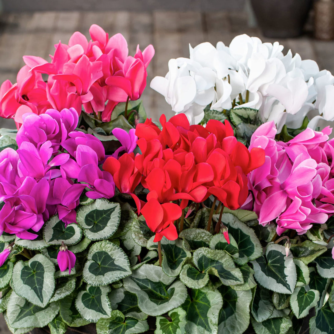 Color Cyclamen flower seeds