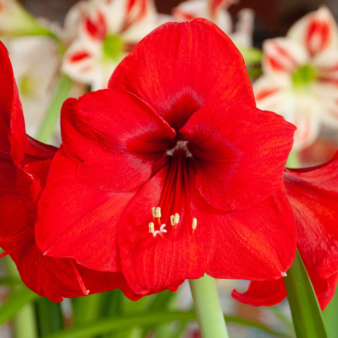 Red Amaryllis flower seeds
