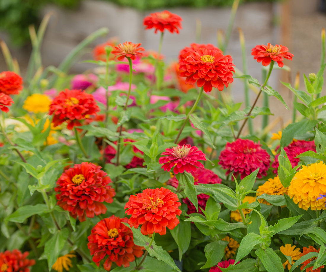 Color flower seeds