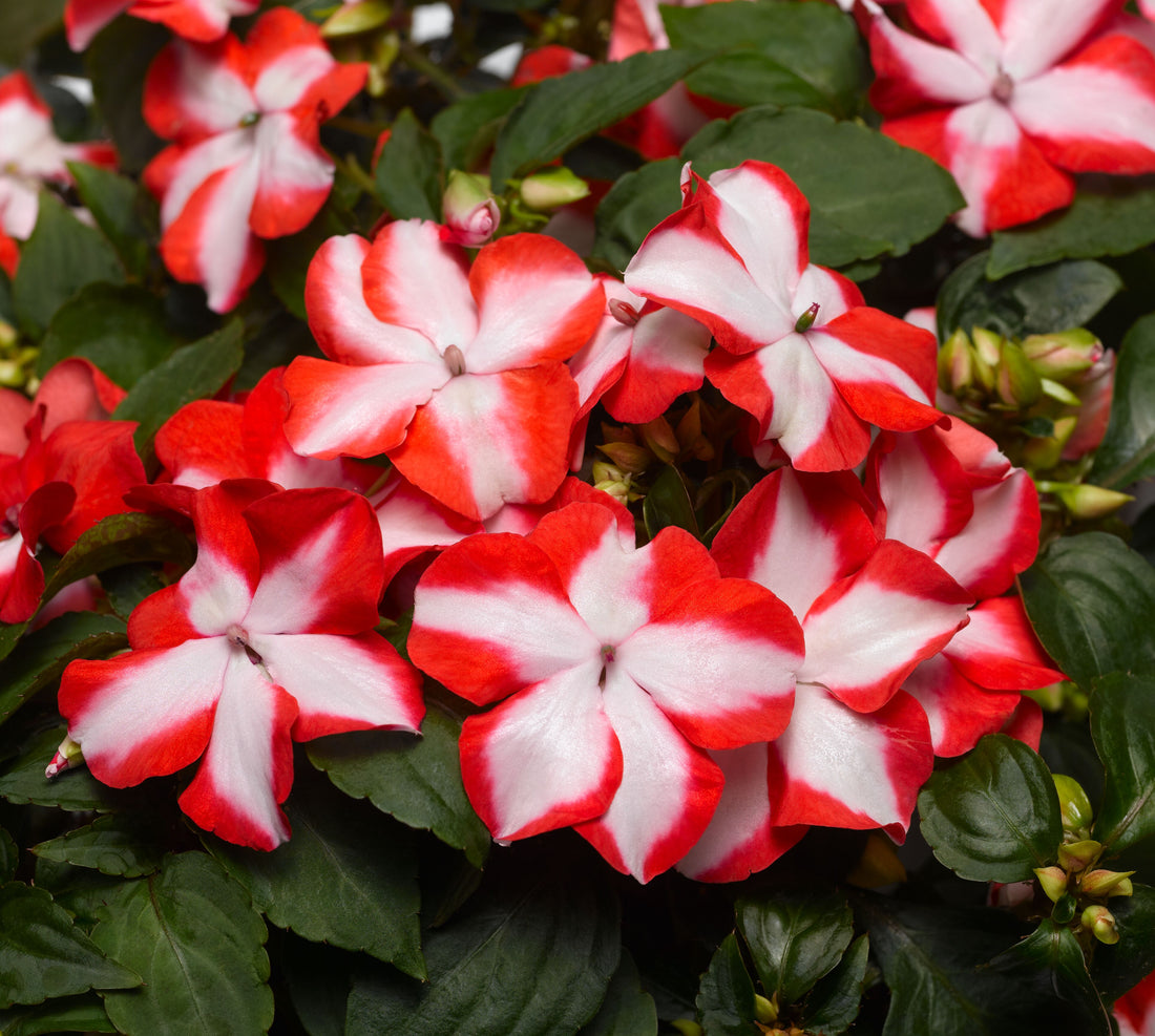Impatiens Accent flower seeds