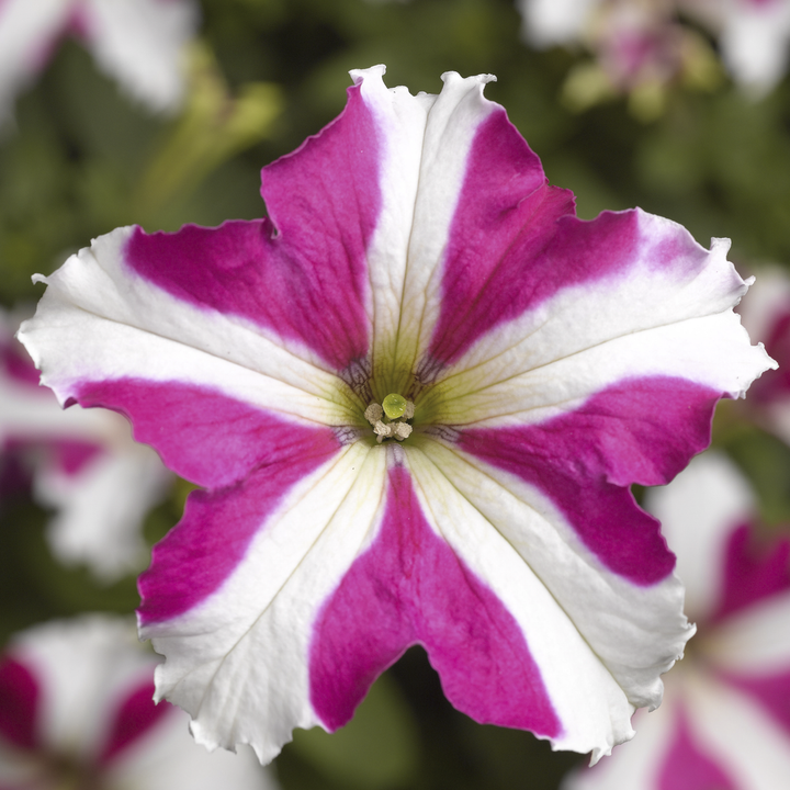 Pink White flower seeds