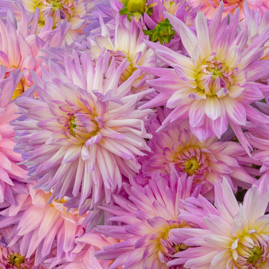 Karma Amanda flower seeds
