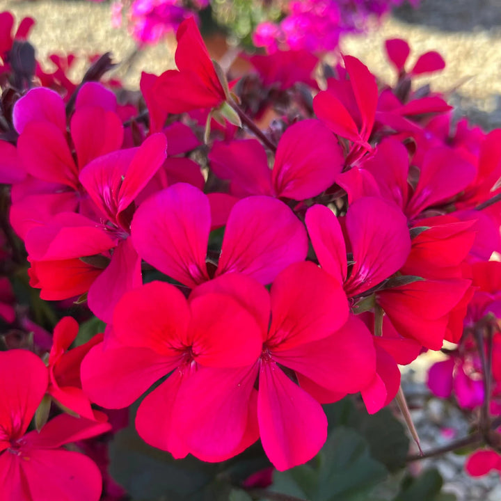 Dark Pink flower seeds