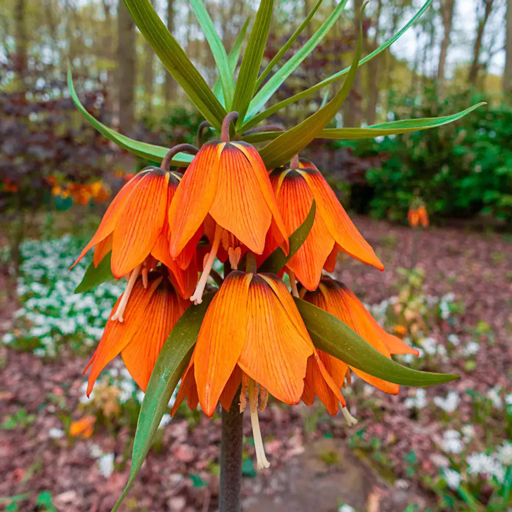 Imperialis flower seeds