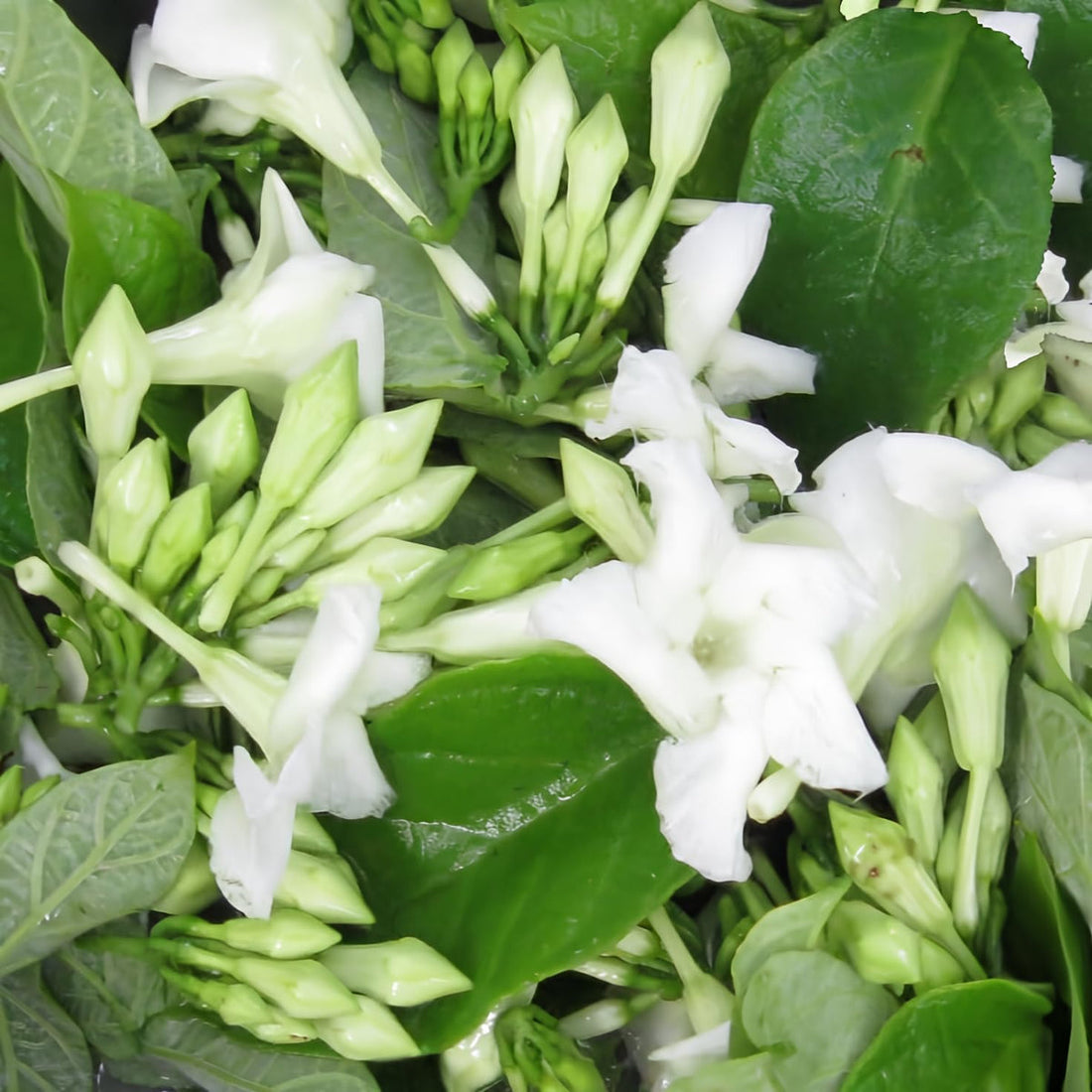 Loroco flower seeds