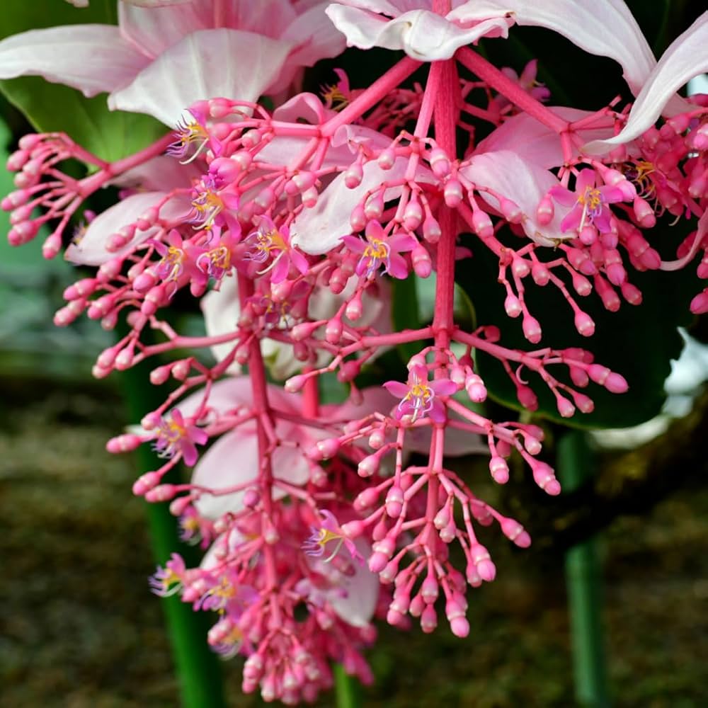 Pink Medinilla flower seeds