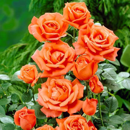 Dark Red flower seeds
