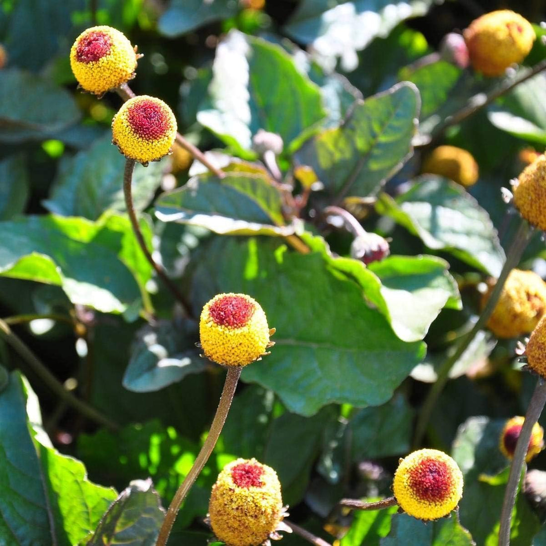 Paracress flower seeds