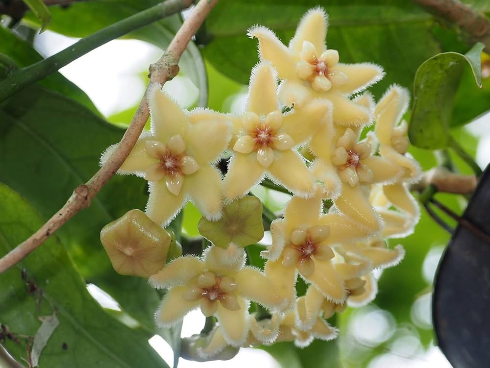 Lime Green flower seeds
