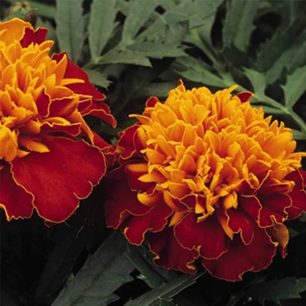 Matrix Sangria flower seeds