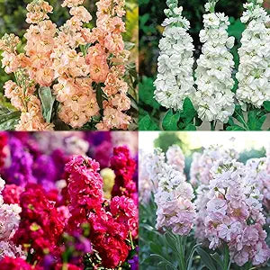 Lilac Evening flower seeds