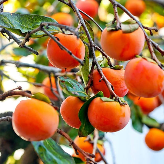 Japanese Persimmon Seeds