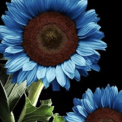 Blue Sunflower plant