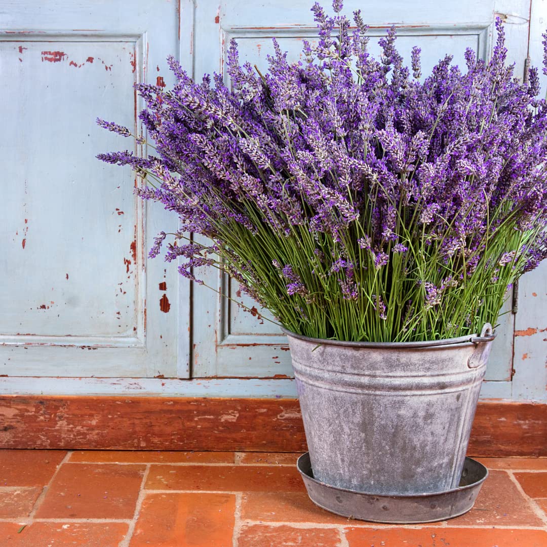 Lavender Lavandula flower seeds