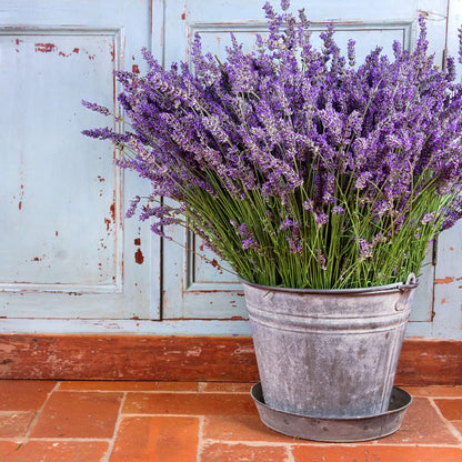 Lavender Lavandula flower seeds