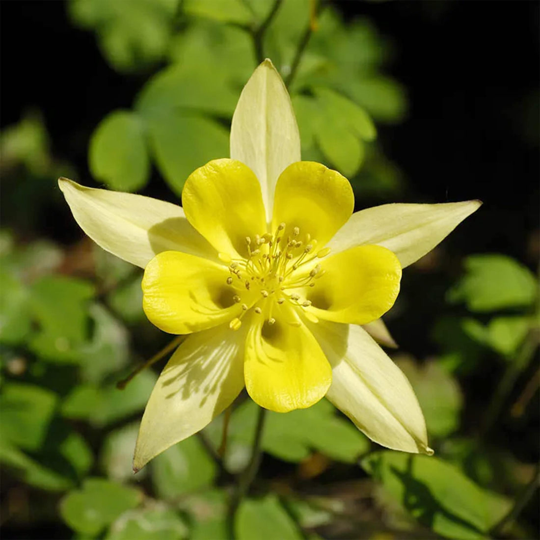 Yellow Bonnets flower seeds