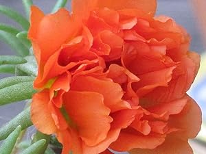 Orange Portulaca flower seeds