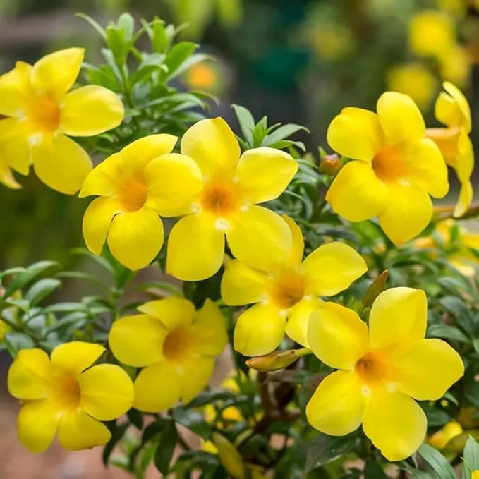 Yellow Allamanda flower seeds