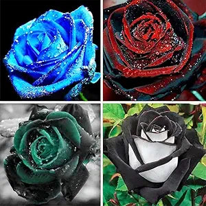 Rose flower seeds