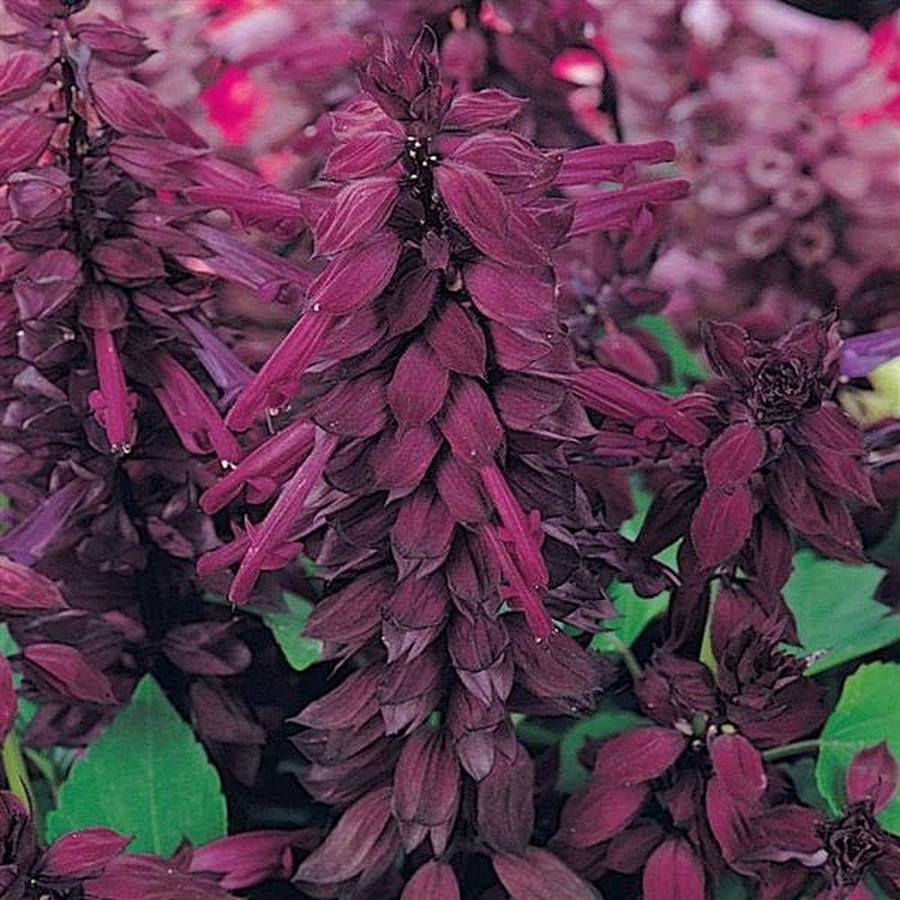 Lavender Salvia flower seeds