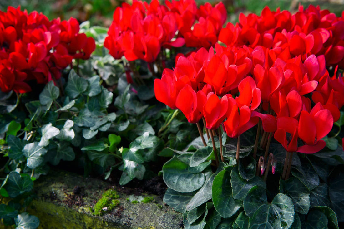 Red Cyclamen flower seeds