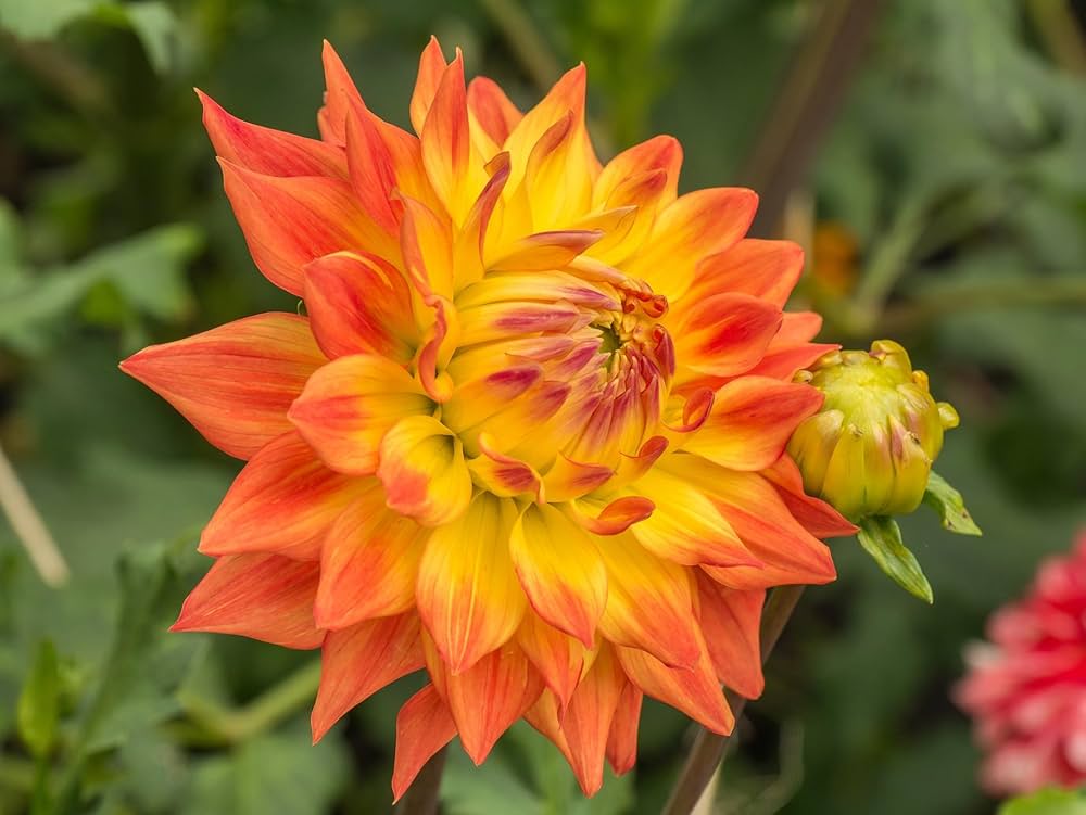 Dahlia Pinnata flower seeds