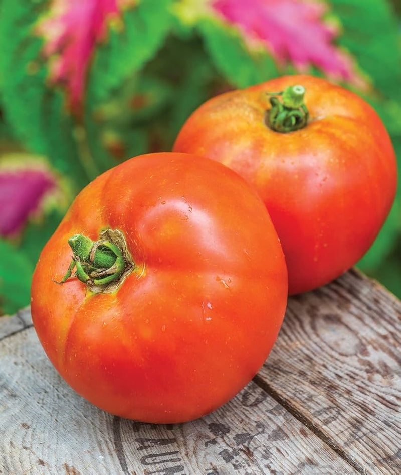 Moonglow Tomato Vegetable Seeds for Planting – Heirloom Non-GMO Garden Seeds