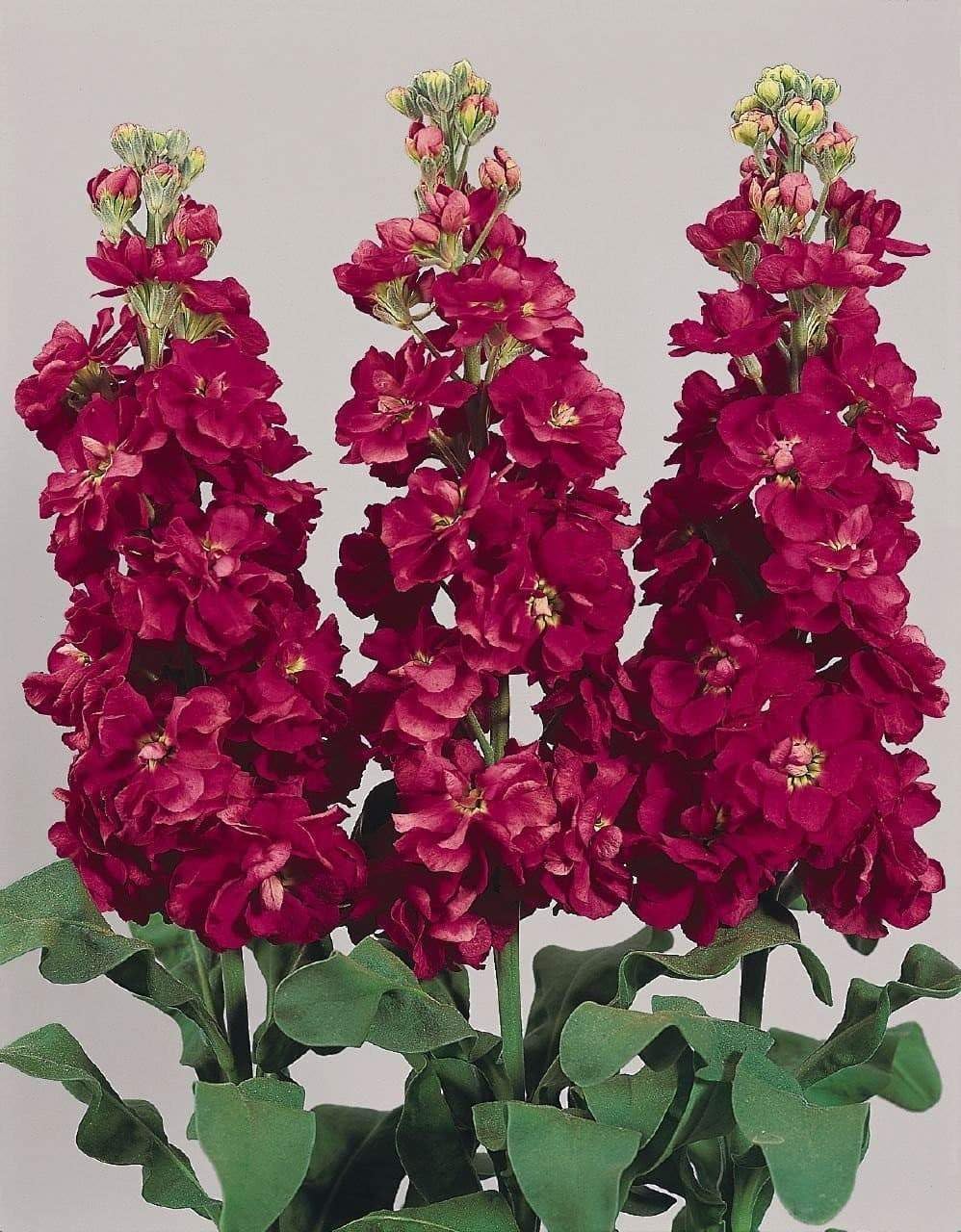 Burgundy Matthiola flower seeds