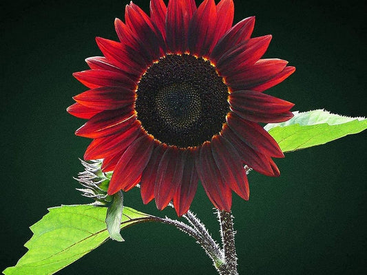 Chocolate Cherry flower seeds