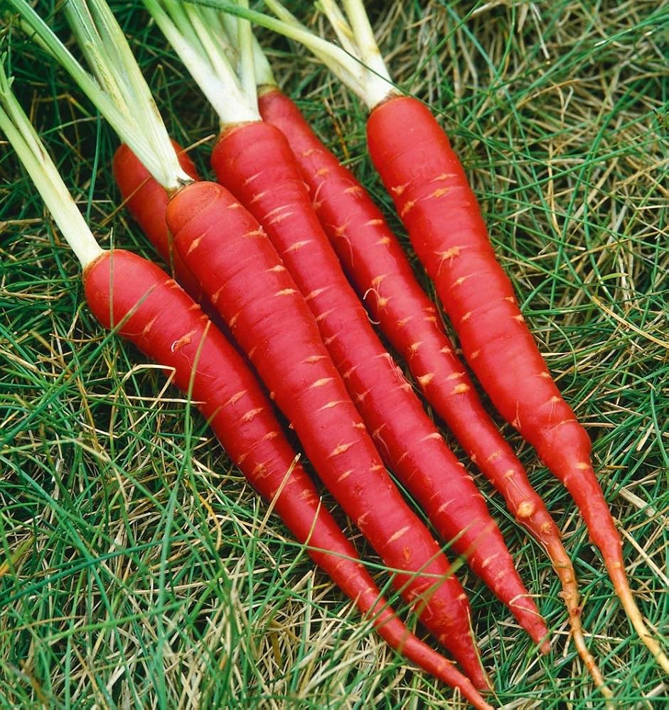 Red Carrot Seeds