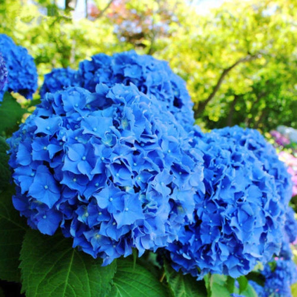 Blue Hydrangea plant