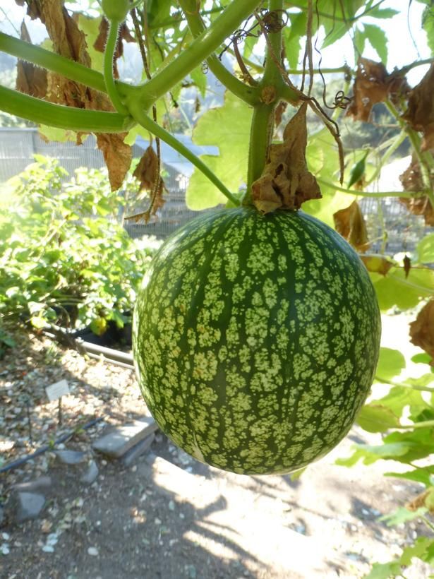 Fig Leaf Gourd Seeds for Planting – Cucurbita ficifolia Heirloom Seeds