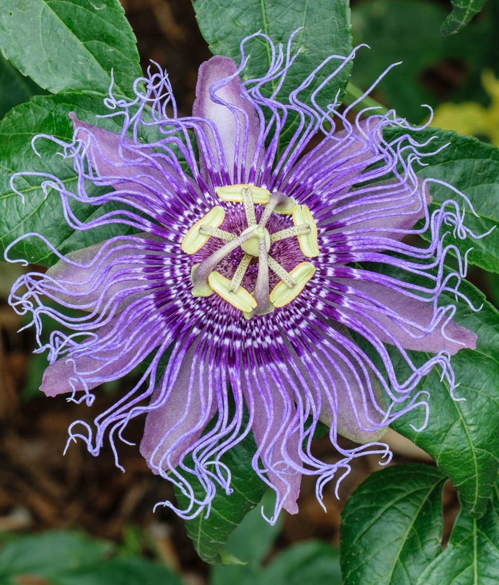 Purple Passiflora flower seeds