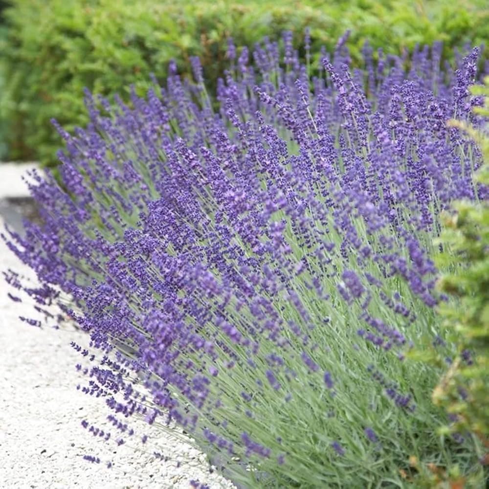Lavender Lavandula flower seeds
