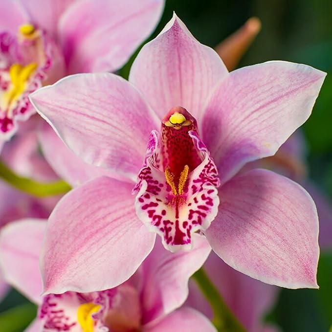 Orchid Orchidaceae flower seeds