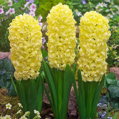 Hyacinth Flower Seeds for Planting – Heirloom Non-GMO Garden Seeds
