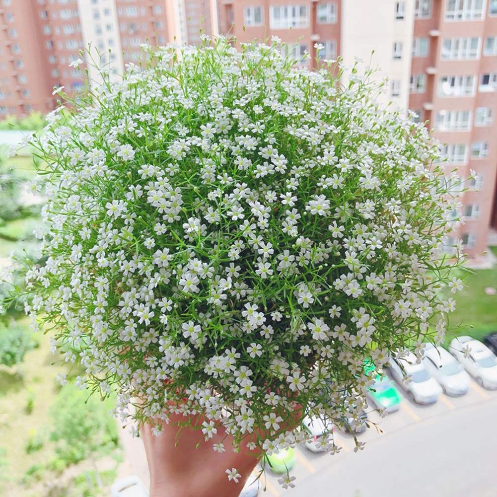White Gypsophila flower seeds