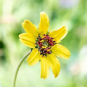 Chocolate Daisy flower seeds