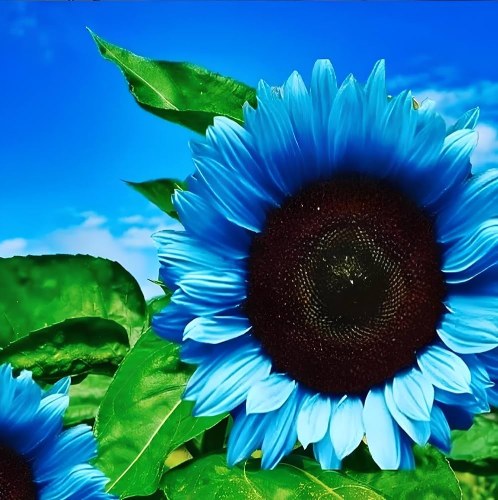 Blue Sunflower plant