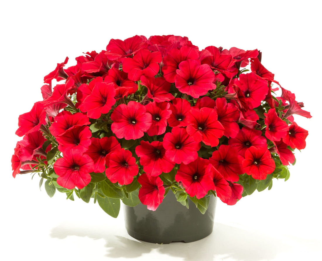 Logro Red flower seeds
