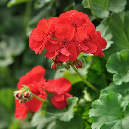 Geranium flower seeds