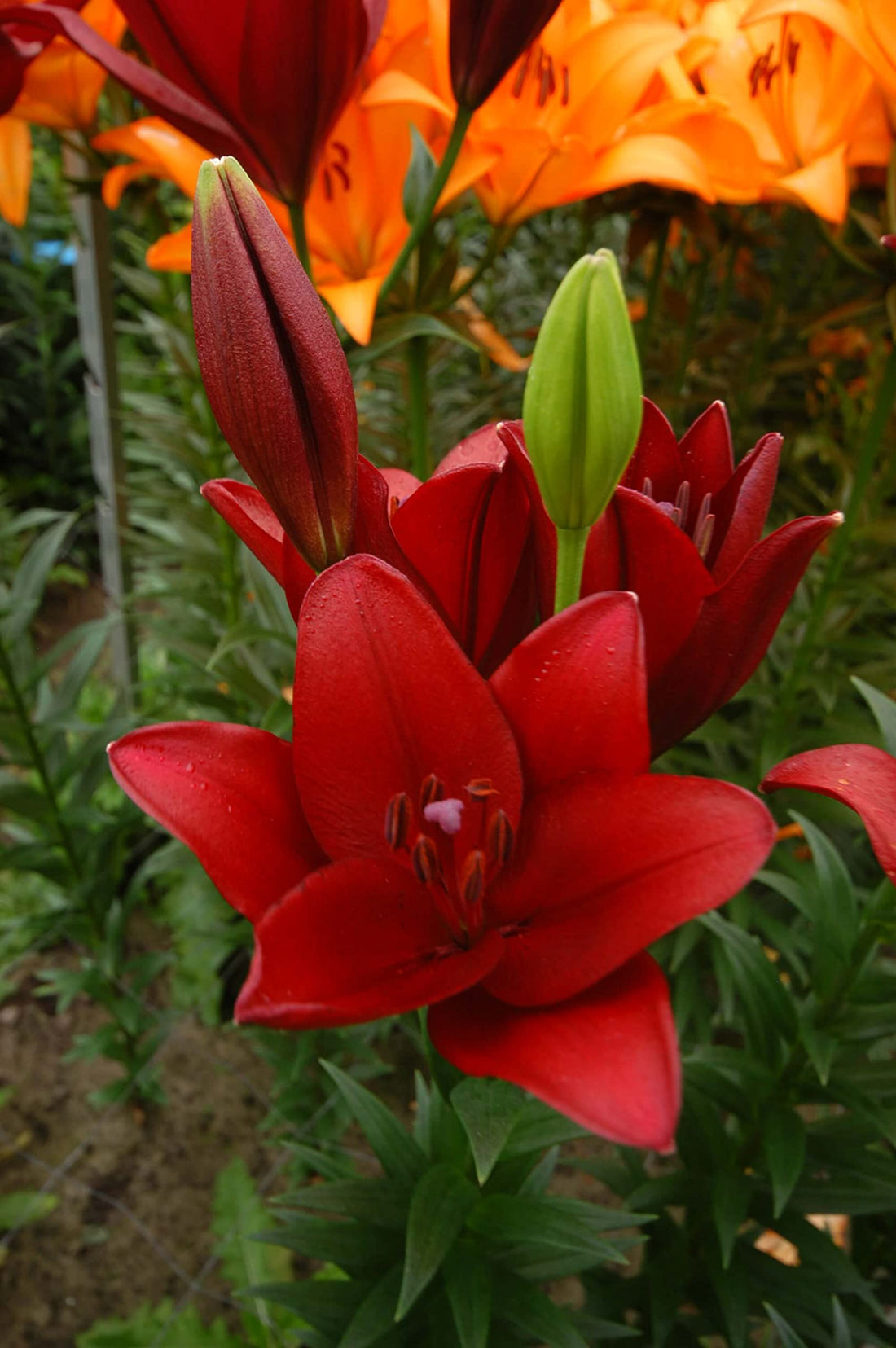 Red Lilium flower seeds