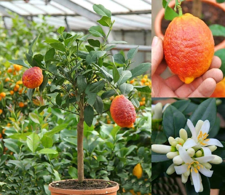 red yellow lemon seeds