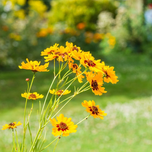 Coreopsis High flower seeds