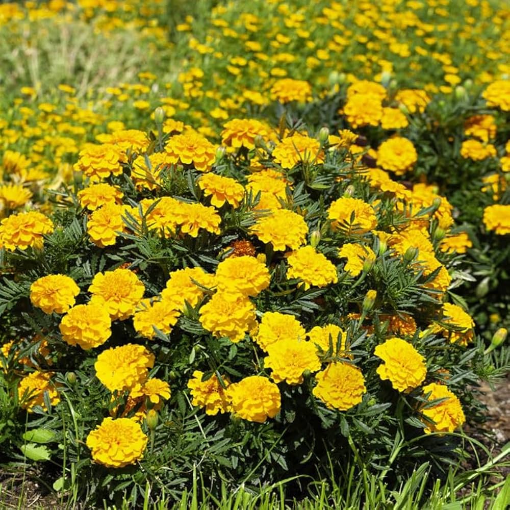 Safari Yellow Marigold plant