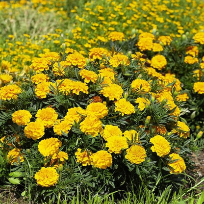 Safari Yellow Marigold plant